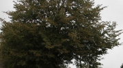 {46713E1C-2B05-4987-AD25-5E2BE5984BF7}_IMG_8752