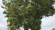 {2B6935C8-BF74-4552-A6D2-2BF7360D09AE}_IMG_6803