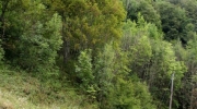 {26BB0461-949F-4E27-8E49-A6E02FB085C8}_IMG_7825